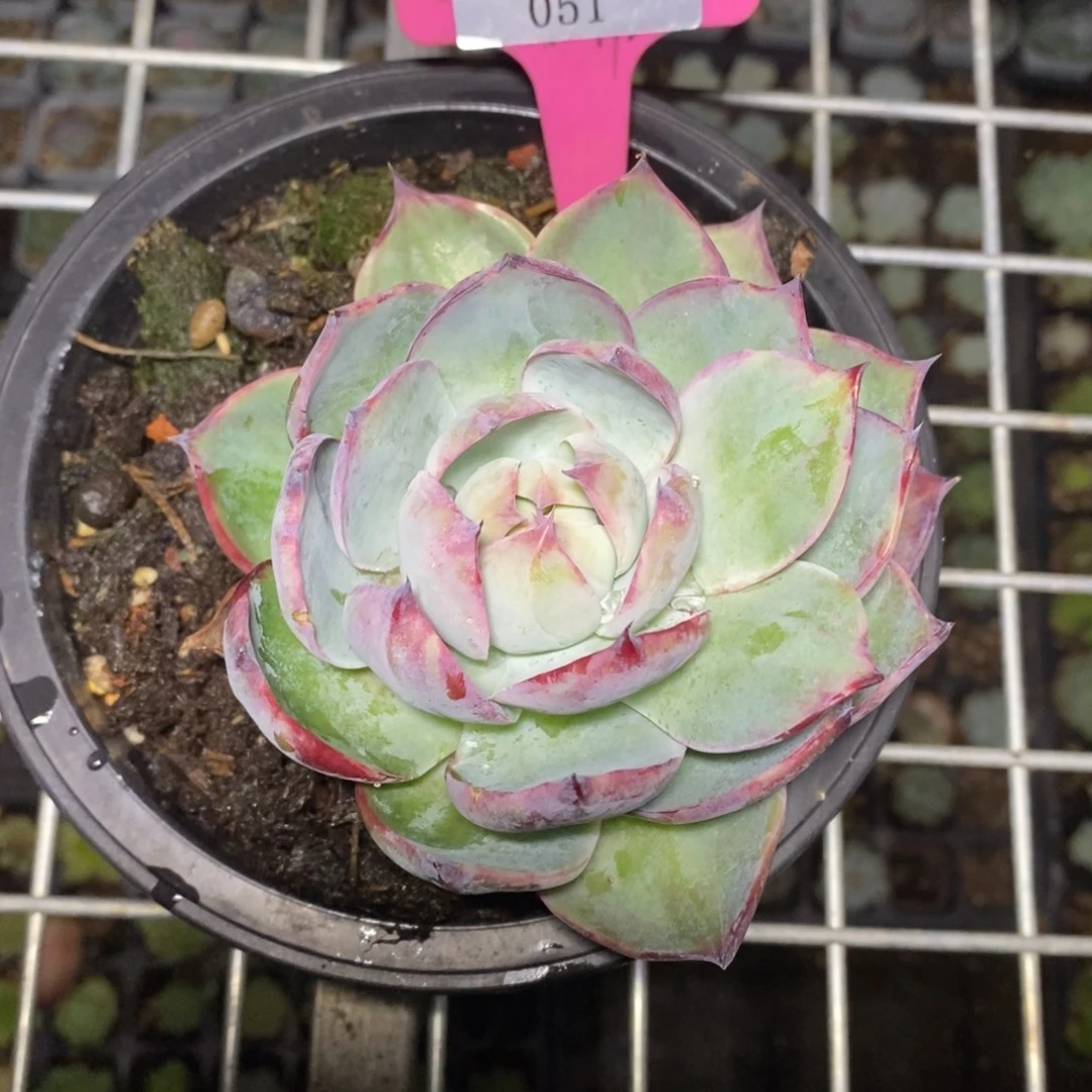 x051-多肉植物 惊鸿