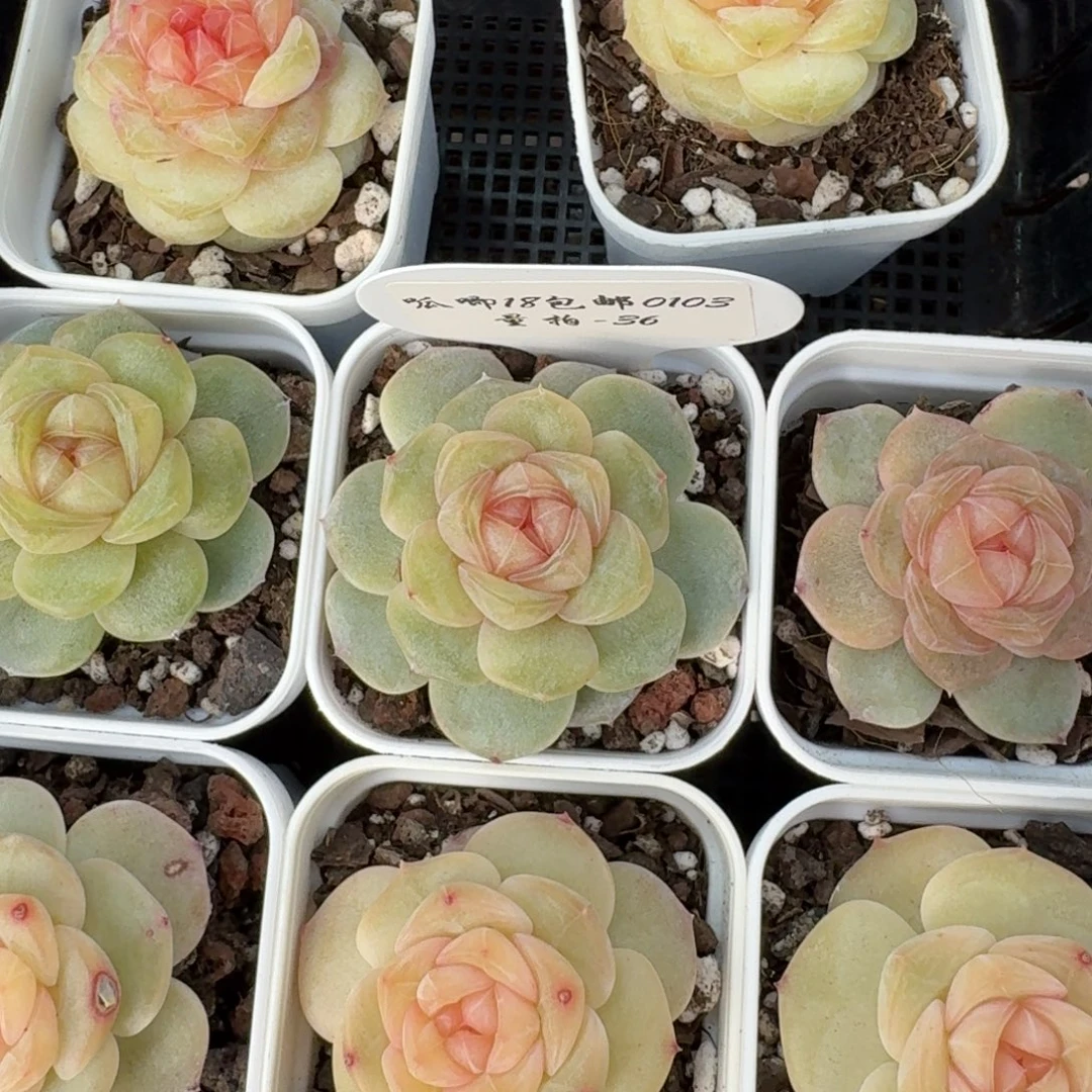 0103-36-3001单头量拍