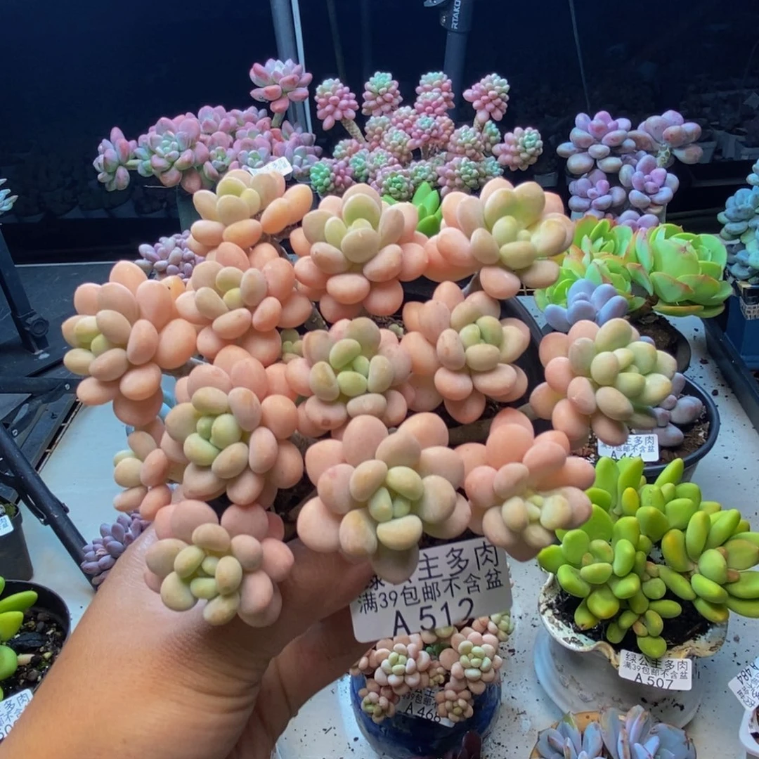 512洛可可多肉10cm
