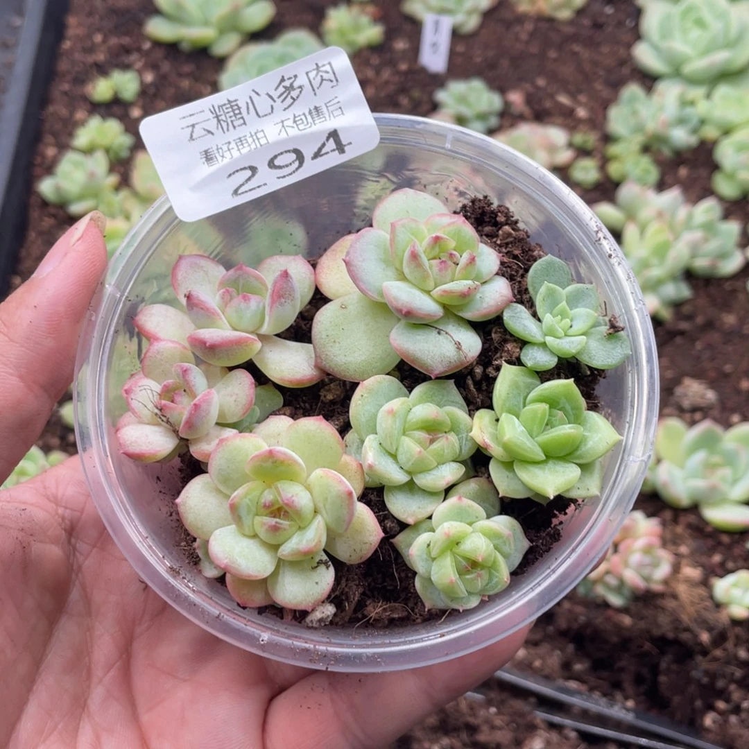 云糖心多肉植物294