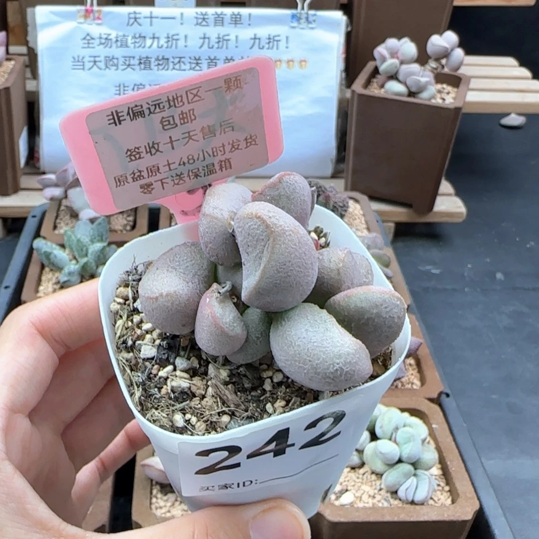 242黛安娜多肉植物