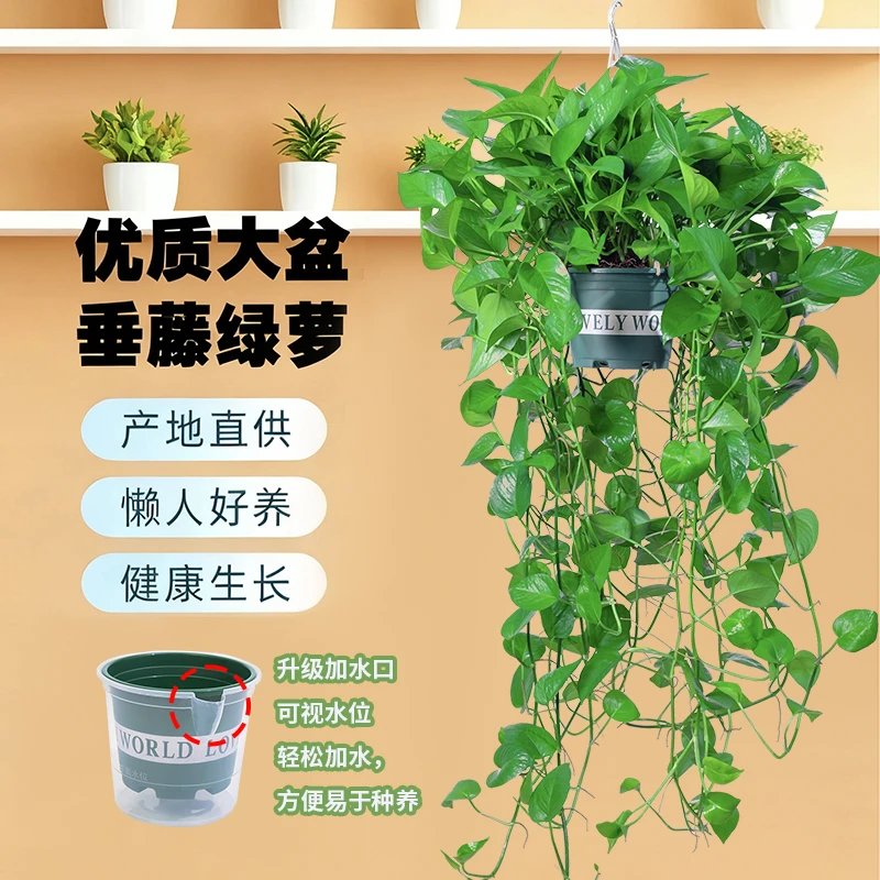长藤大叶绿萝室内垂吊绿植四季常青好养吸甲醛花卉绿植盆栽室内