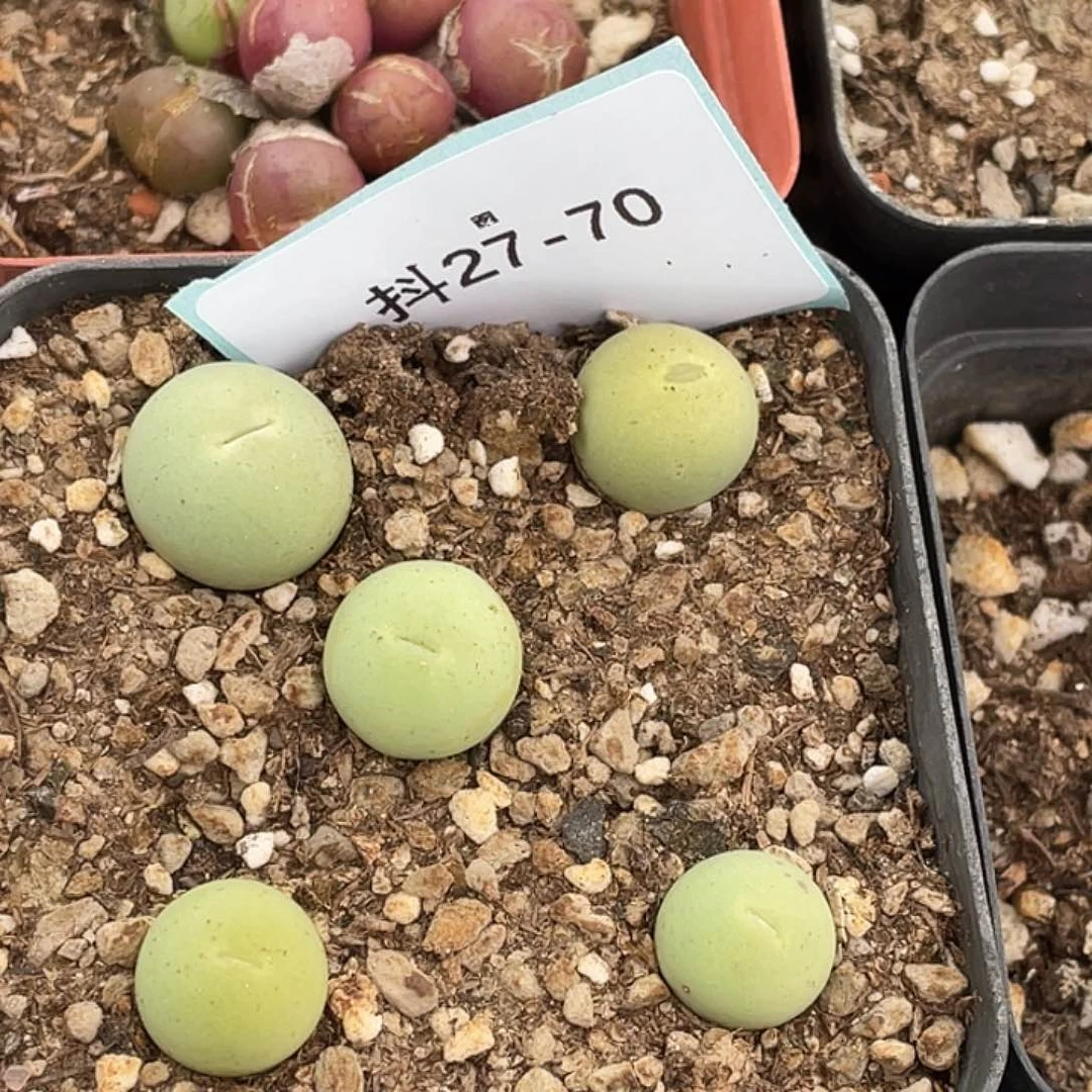 27-70鸽子蛋多肉植物