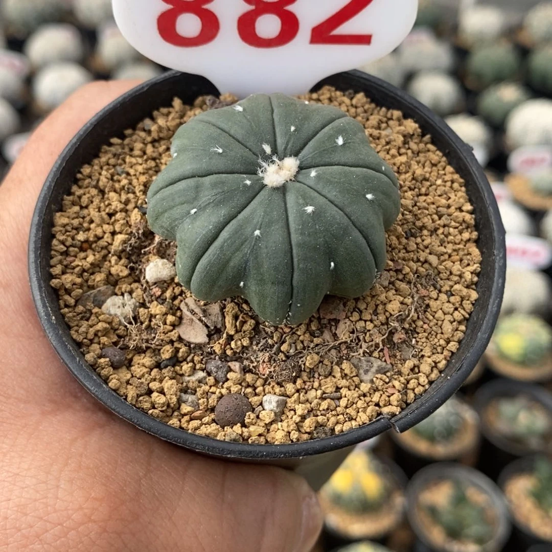 882指纹琉璃海星福利