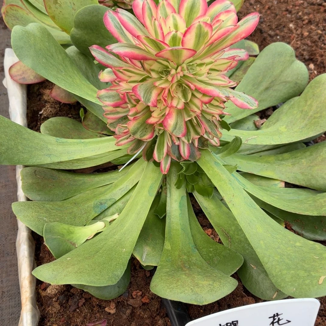 飘***然飘然寄养两棵发货