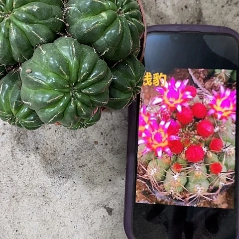 多头金钱仙人球，wtuiopp