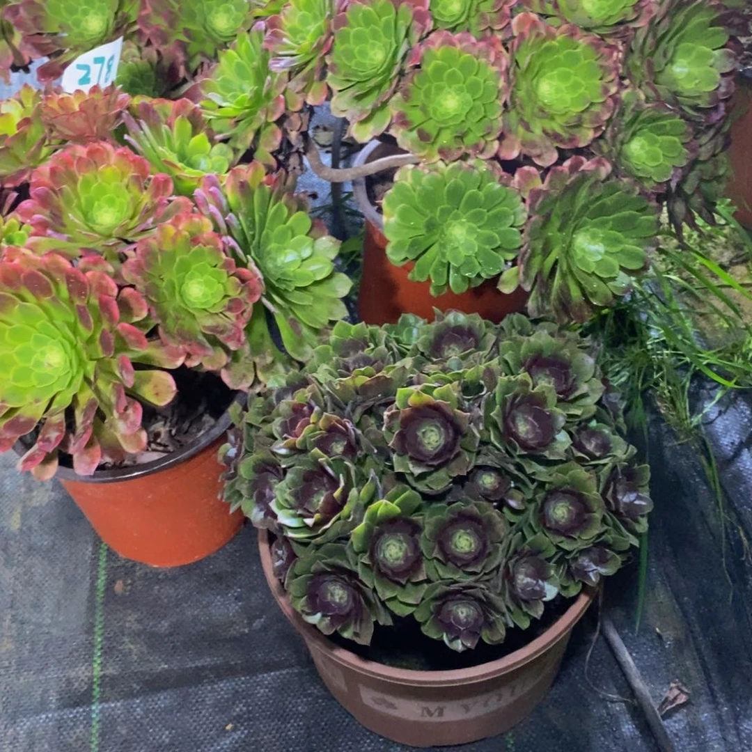 刘*6沙拉碗单颗多肉