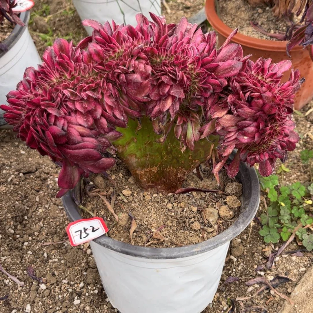 752多肉植物美姬缀化