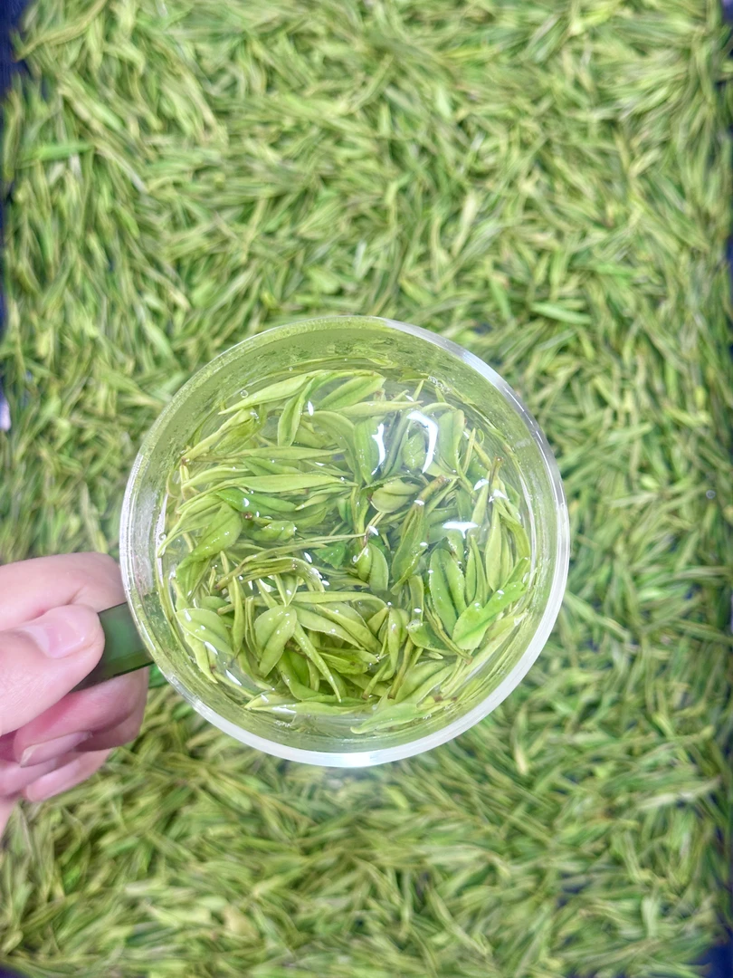 【兰香小芽】2025年安吉白茶明前兰花香新茶白茶