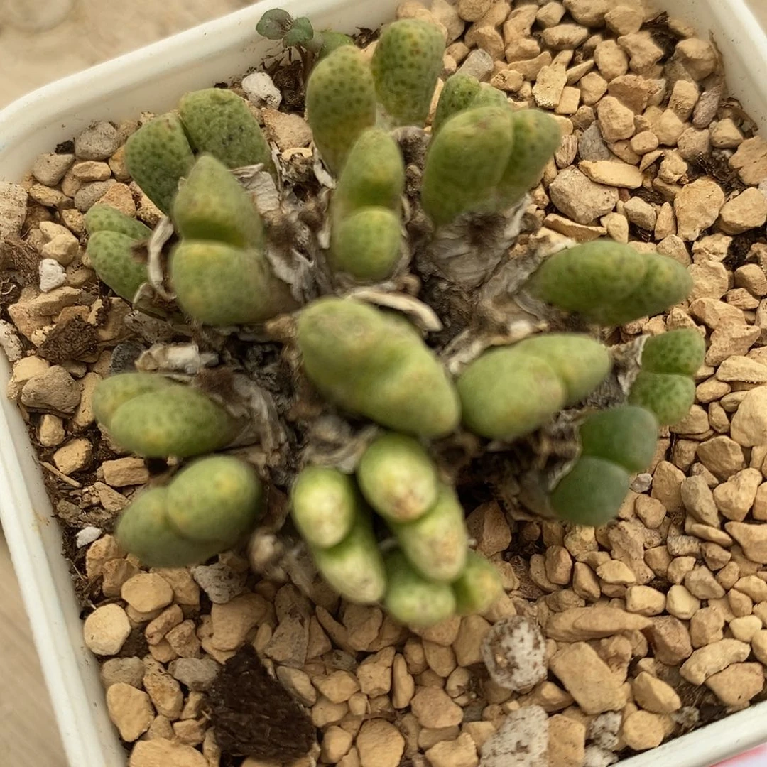 484鹿角斑马一群。