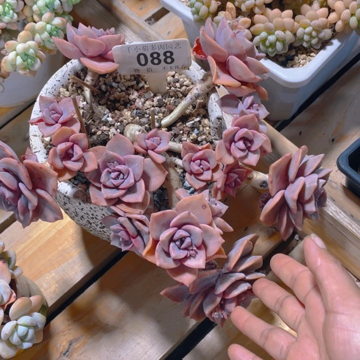 冰*檬谢谢你的支持0000088