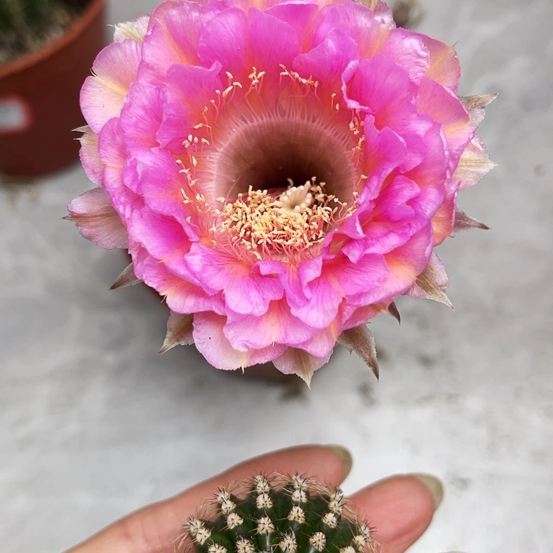 彩草重花测芽3公分左右