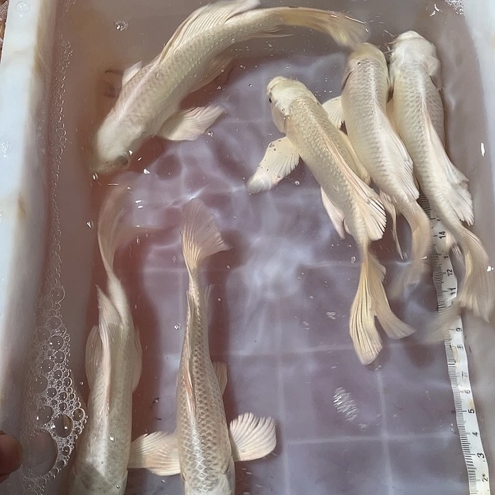 蝴蝶鲤鱼渔场直发40
