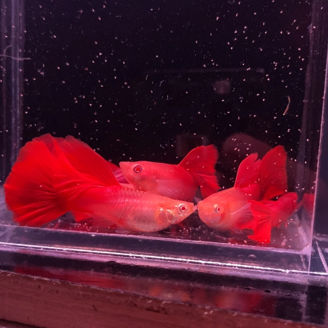 地***川孔雀鱼瑕疵血红三对