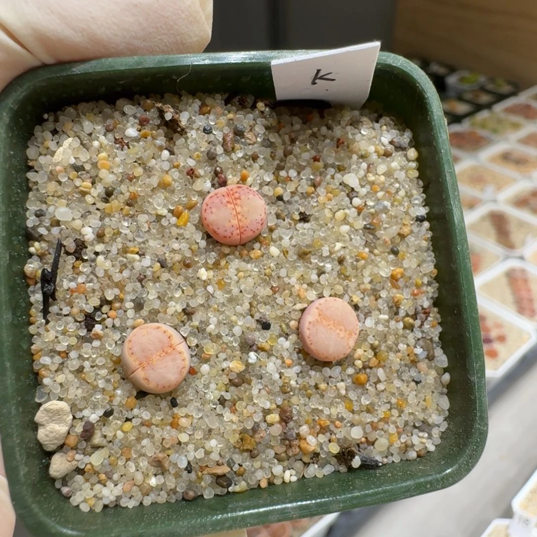 社****～0131-67生石花花花