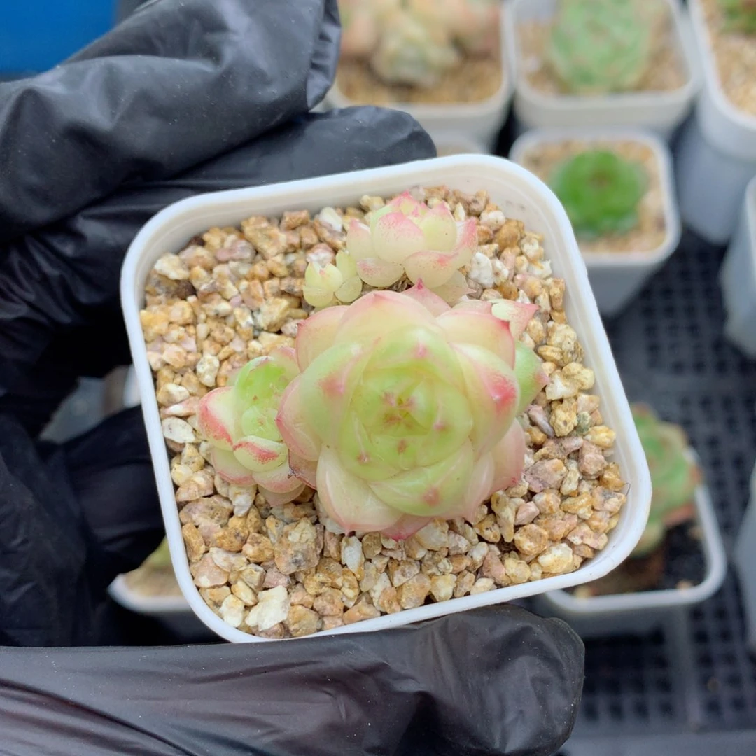 58包邮  群生不包整麦秆37