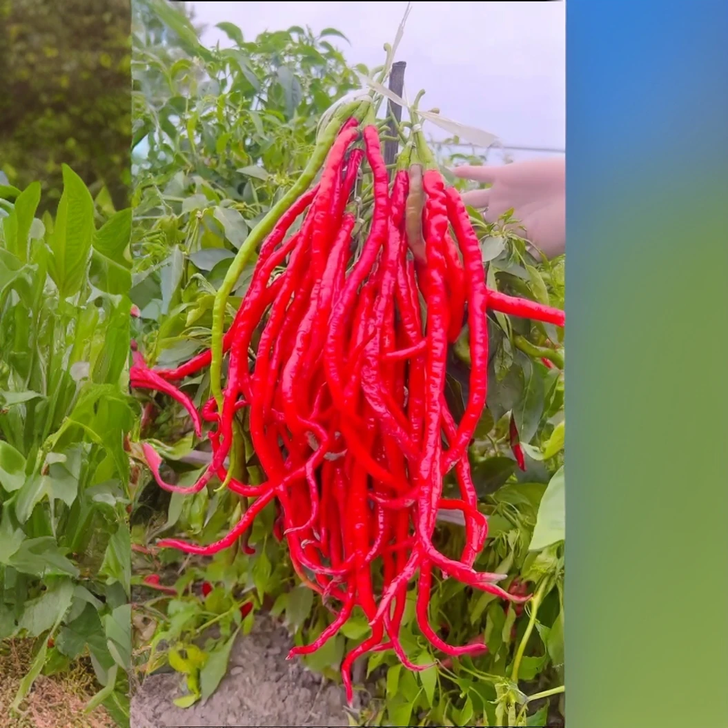 【长线椒种子】四季种植盆栽地栽阳台小院种植