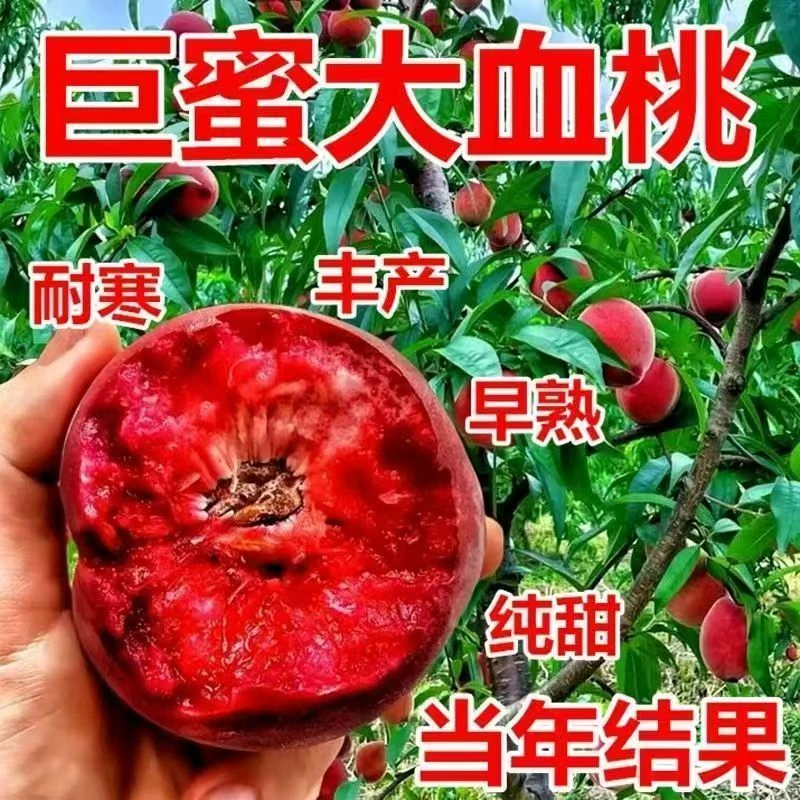嫁接冬桃树苗早熟晚熟桃树苗新品大果抗寒耐旱南方北方种植果树苗