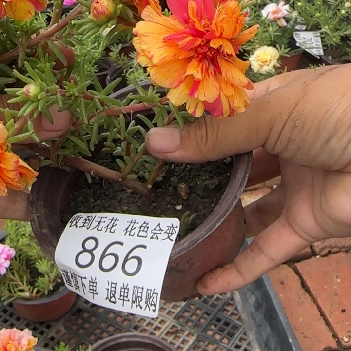 无花朵866超小苗盆口10cm
