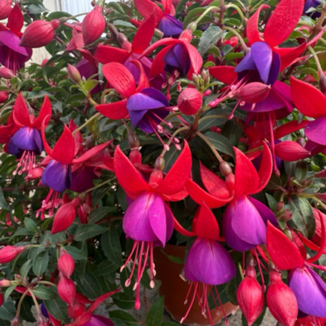 【红牡丹】灯笼花倒挂金钟年宵花盆栽地栽阳台庭院好养护花期长红色