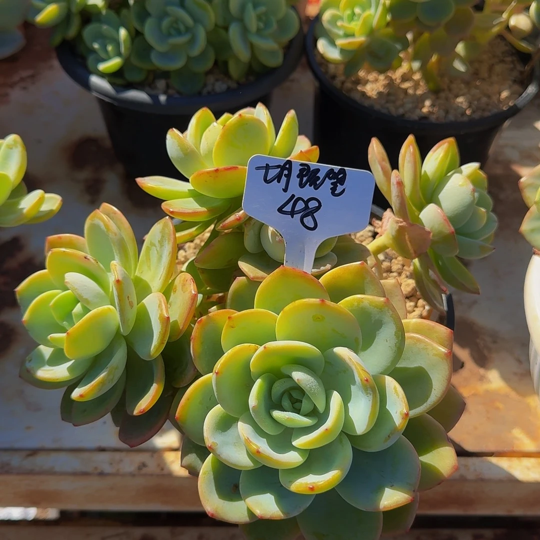 柚子茶多肉一体无砍