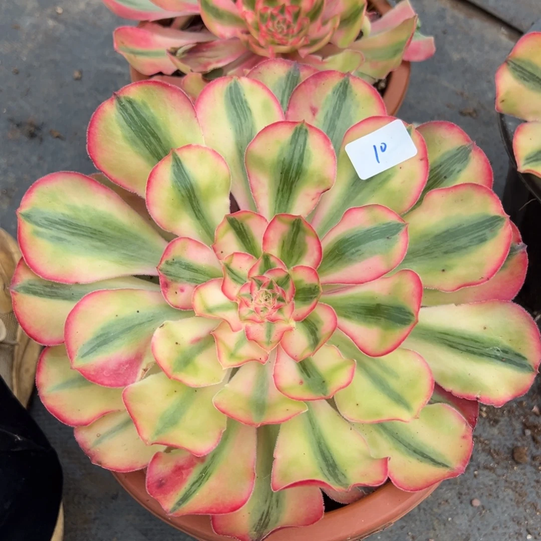 10爱丽丝多肉嘻嘻嘻