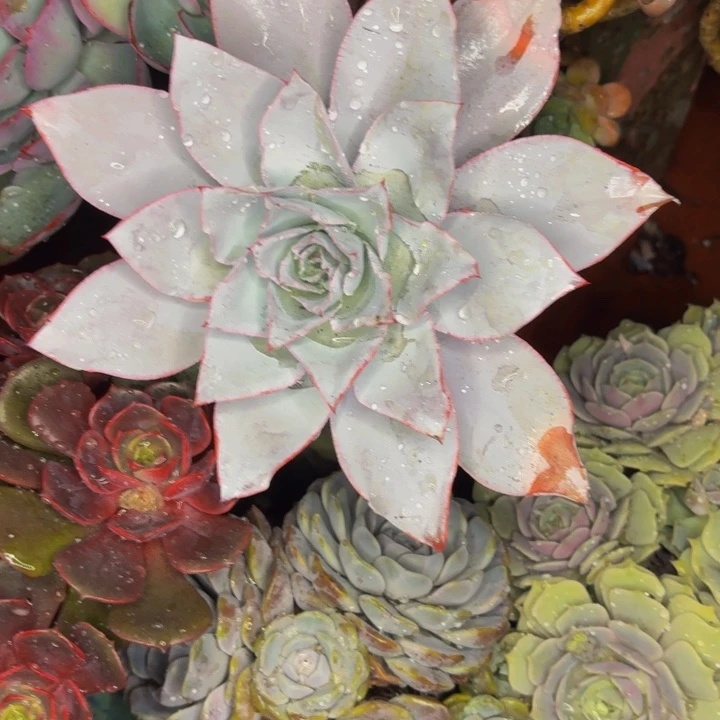 蓝***猫老桩精品肉肉广寒宫