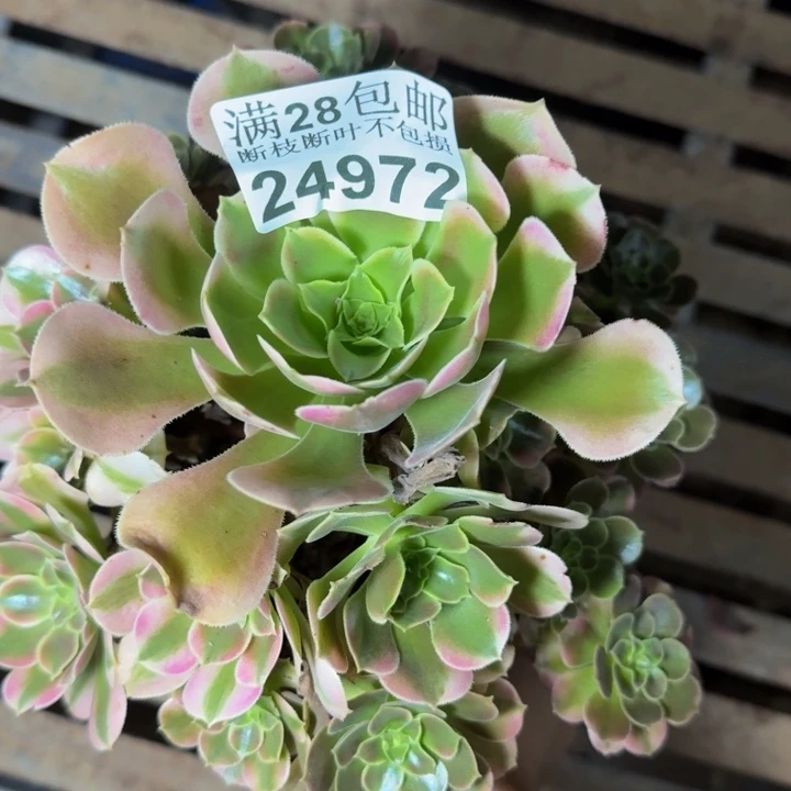 24972南香妃多肉植物
