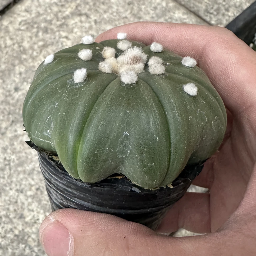 仙人球直播综合琉璃海星星兜