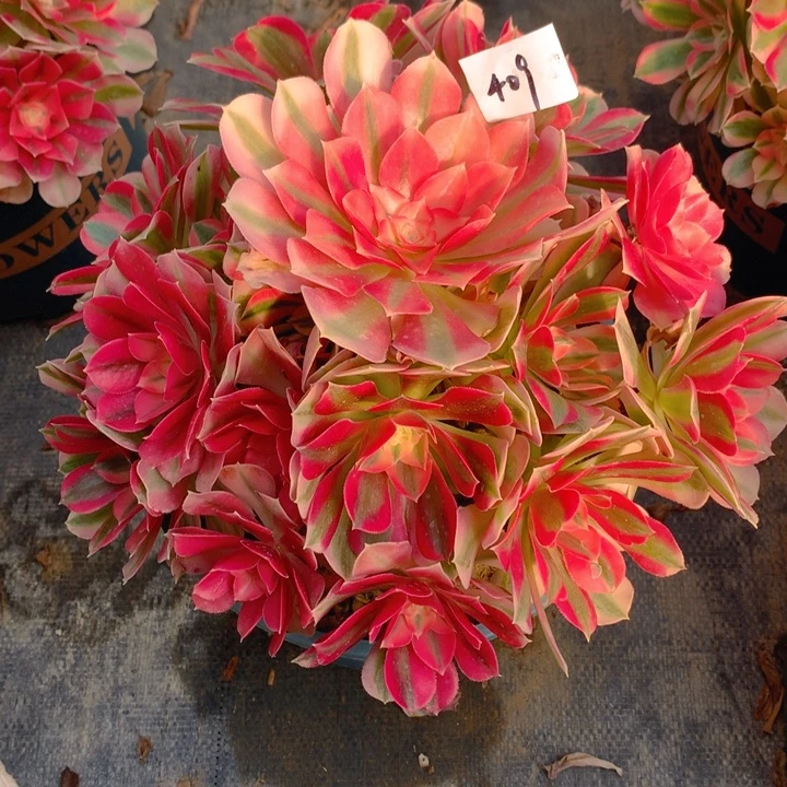 409粉女巫精品多肉朵朵