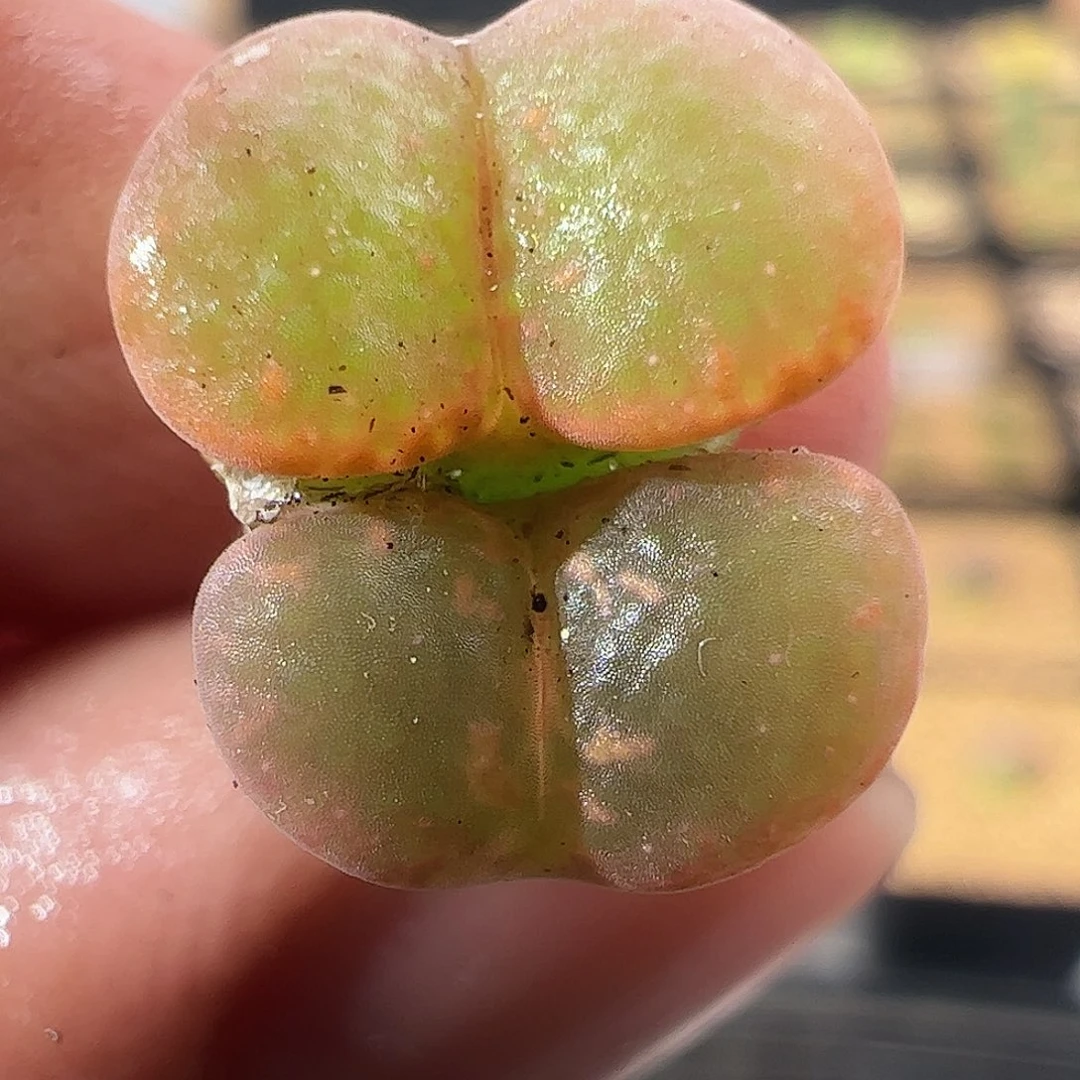 0000400 一物一拍全窗橙子帕迪勋章