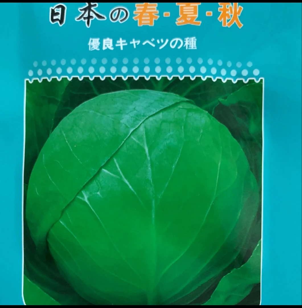 春夏秋杂交甘蓝种子