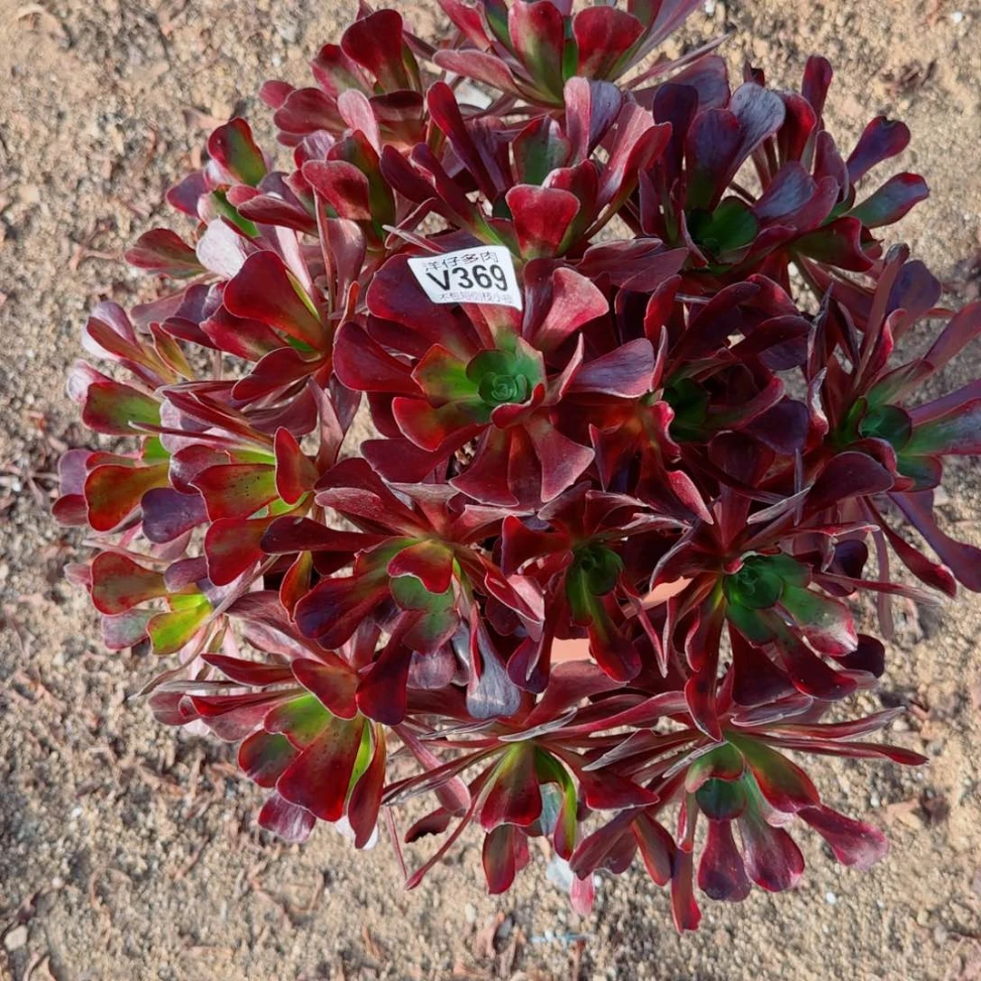 爱神法师369冠幅40