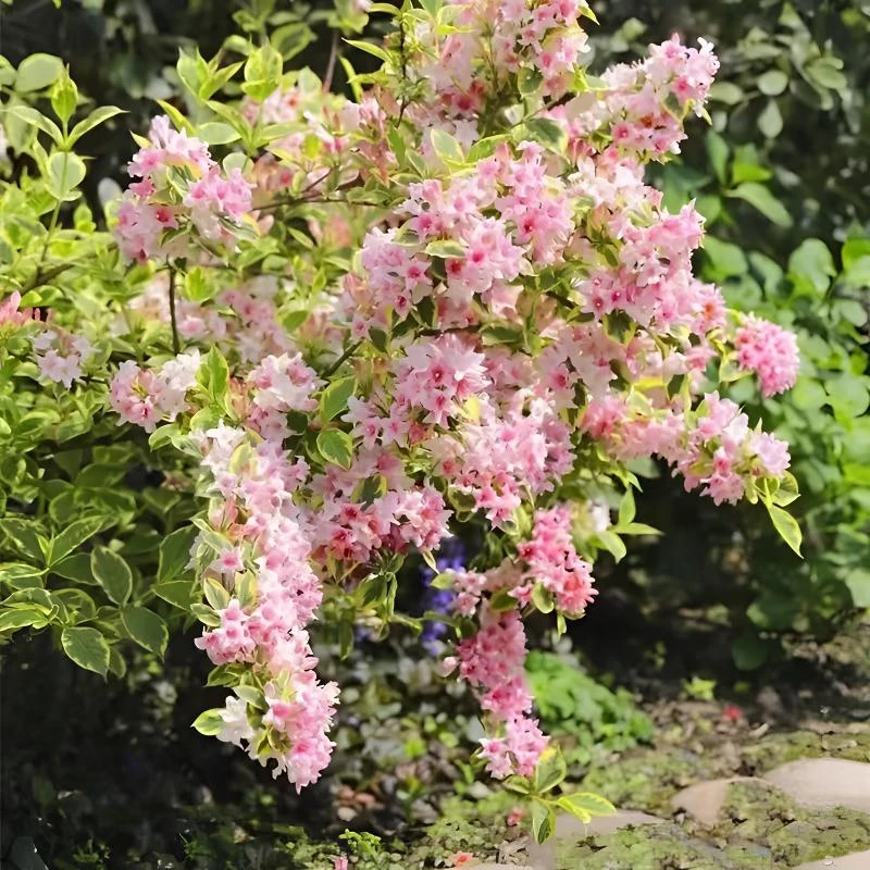 花叶锦带绿植地栽盆栽庭院阳台四季开花南方北方容易养活