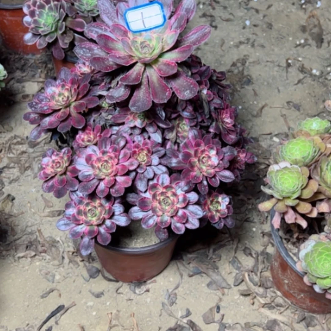 【闪购商品】香奶1