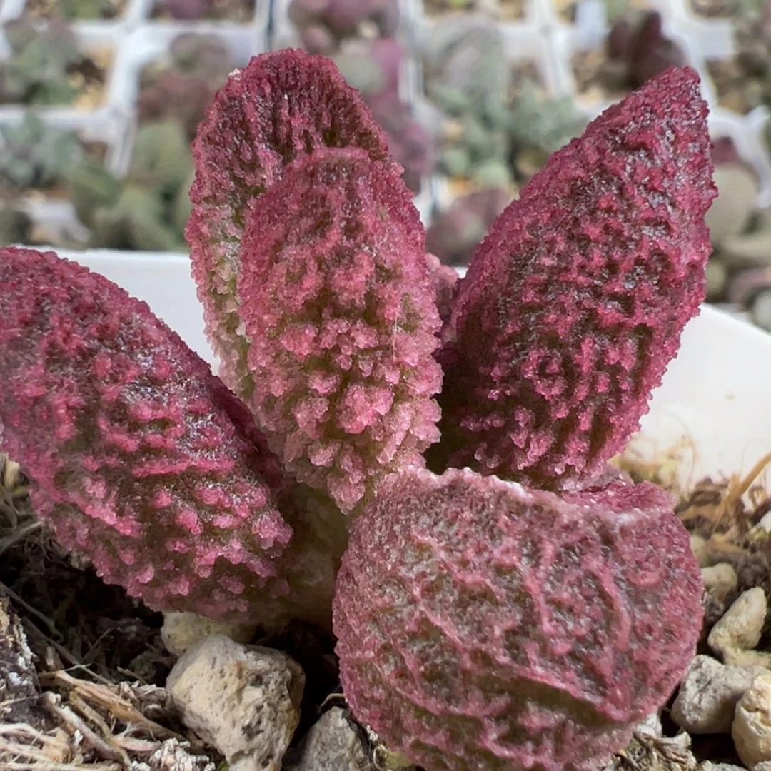 粉紫色冰晶纹路款实生新品