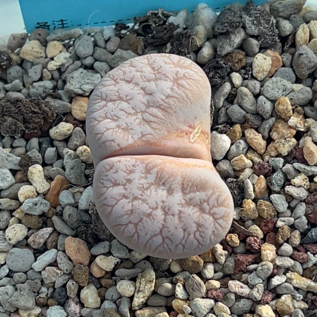 7394睫毛拿铁怪一颗