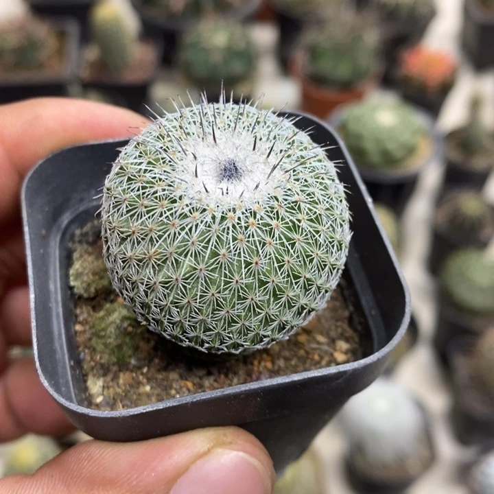 乌月丸特价福利包邮