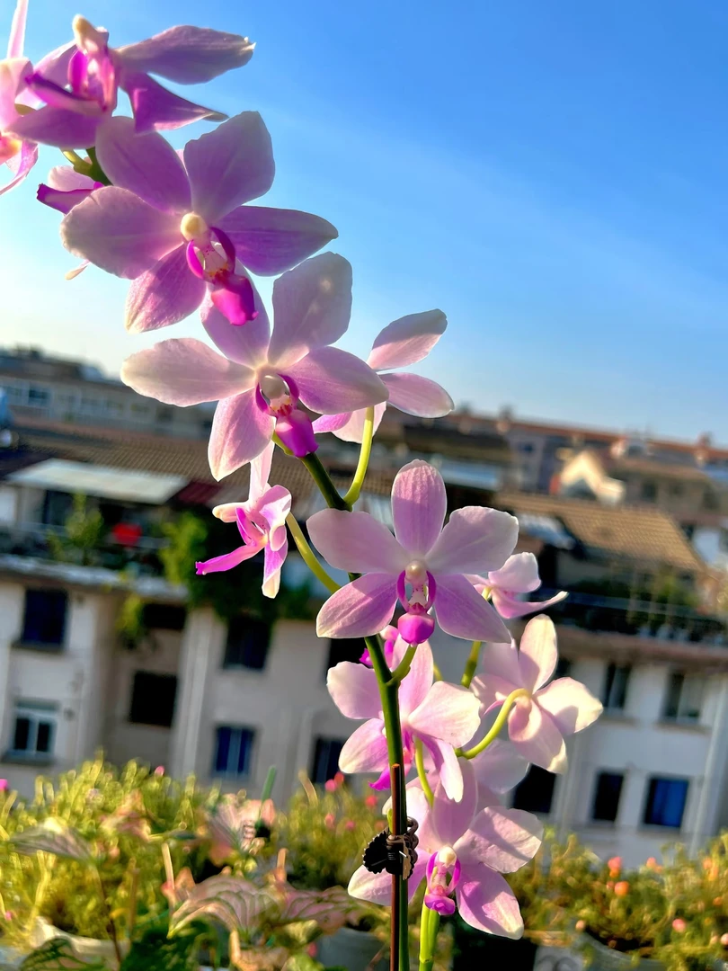 带剑，微瑕【蓝宝石】3.0寸夏花型蝴蝶兰，苗子发货没有花