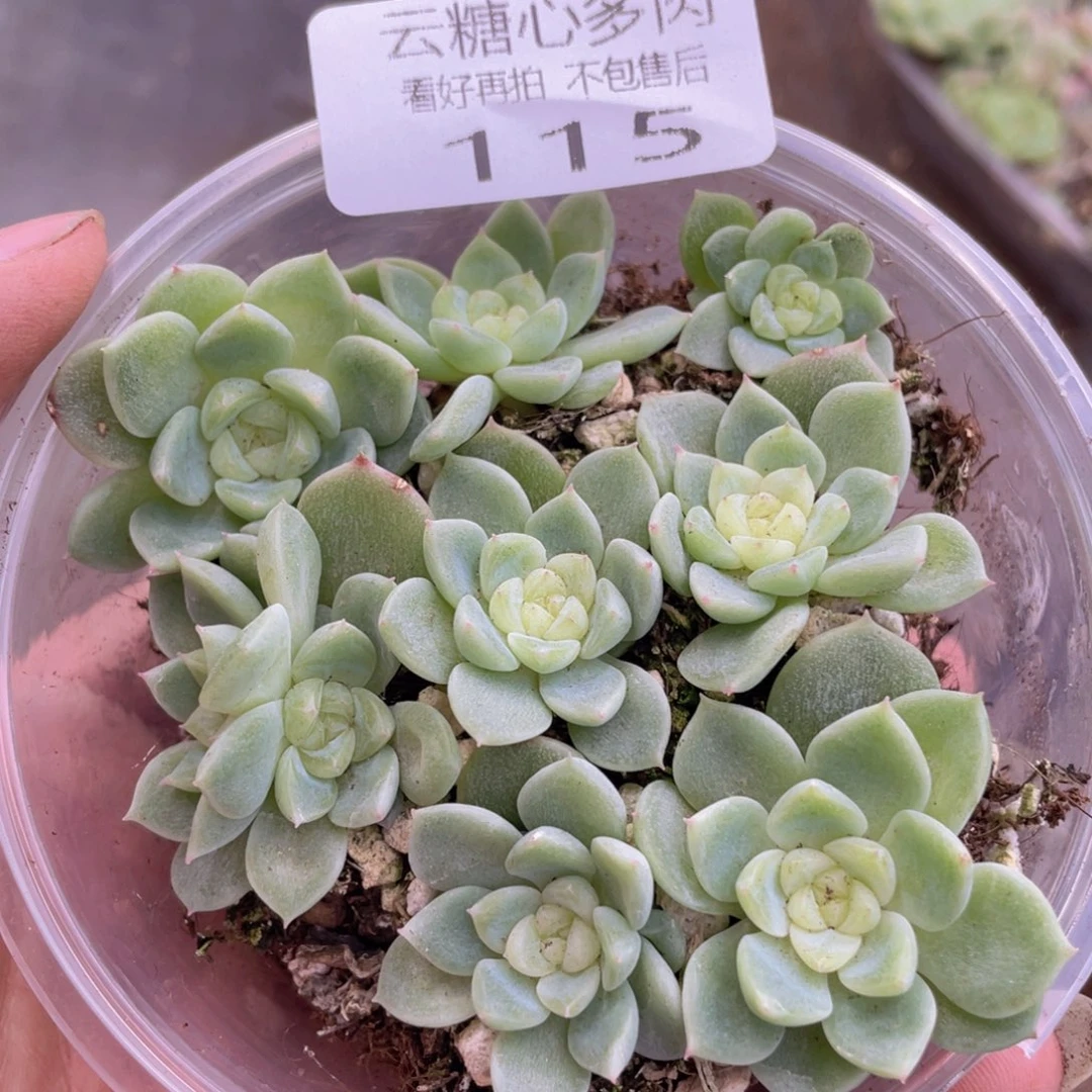 云糖心多肉植物115