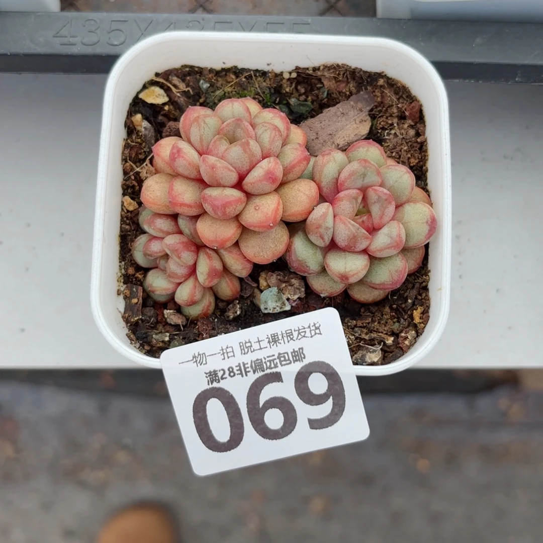 葡萄老桩无盆土发货