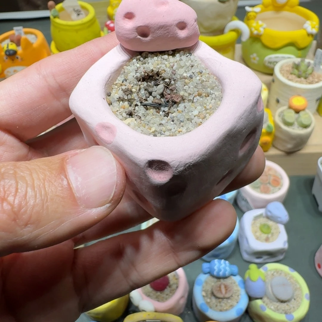 红陶稚**?蘑菇549花盆