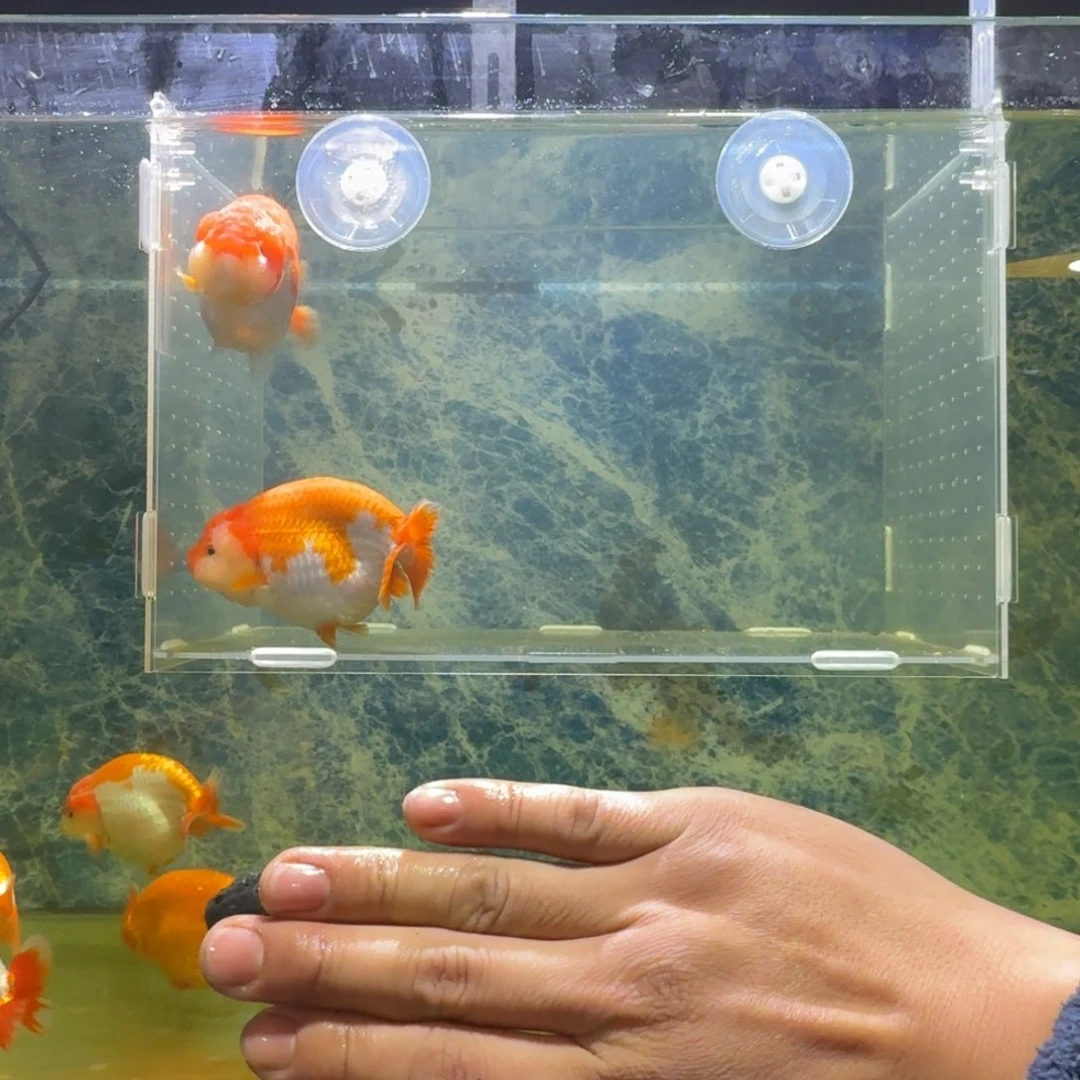 龙睛金鱼兰寿冷水金鱼