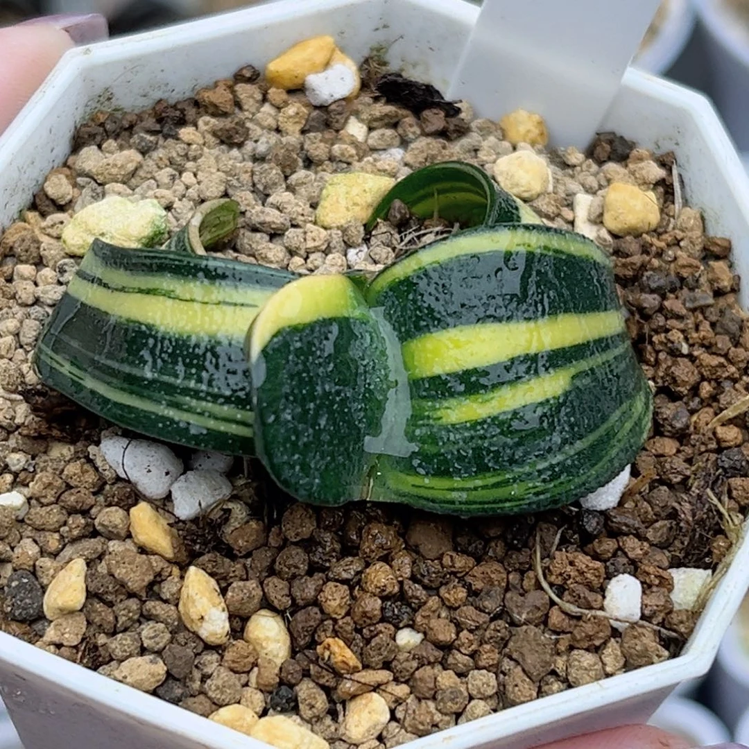 119卧牛锦福利专场
