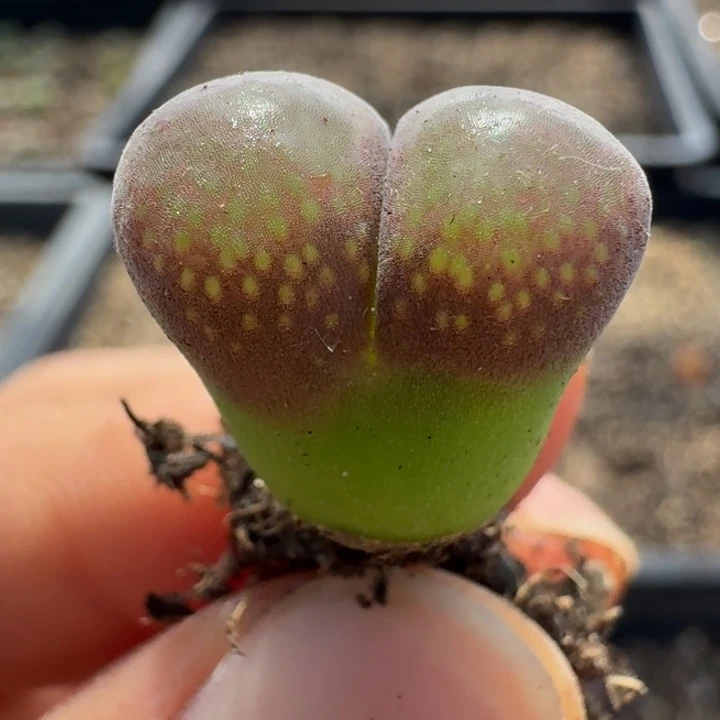 2109一颗红风铃5588888