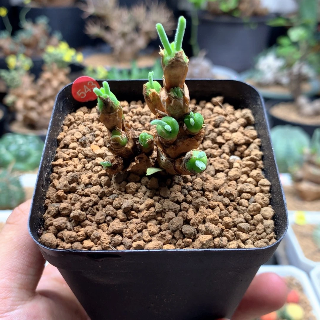 碧光环小兔子带盆发货