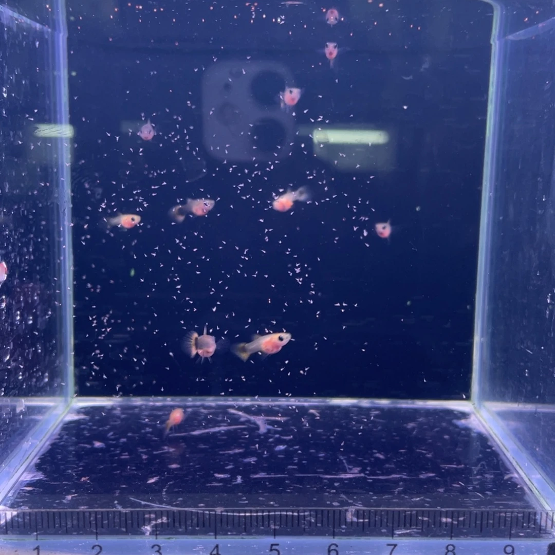 铁***子孔雀鱼金葵花玻璃猫c鱼苗10条