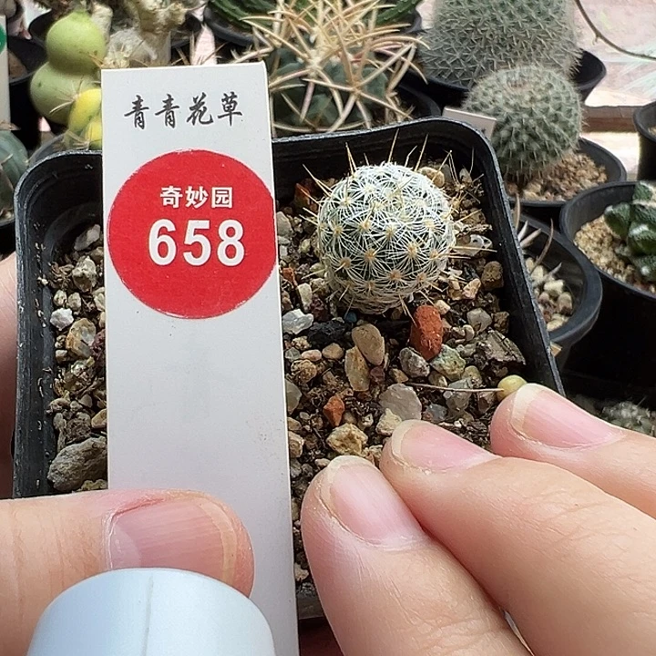 实生北境娇丽一棵1.7cm