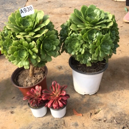 法师多肉植物酉*文法师930