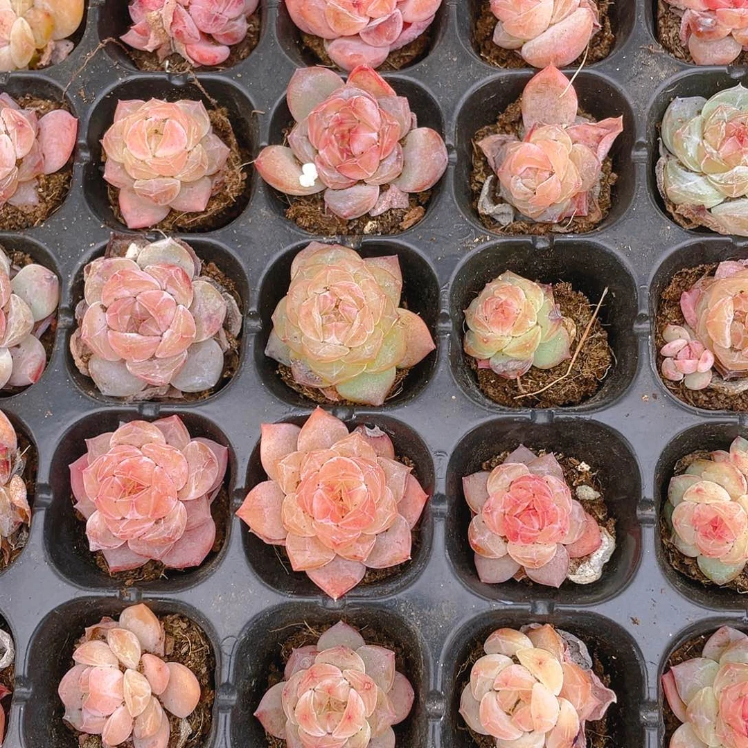 幽兰穴一个满48包邮